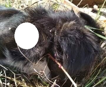 Ηράκλειο: Πυροβόλησε και σκότωσε αδέσποτο σκυλάκι – Συνελήφθη και θα δικαστεί για κακούργημα (εικόνες)