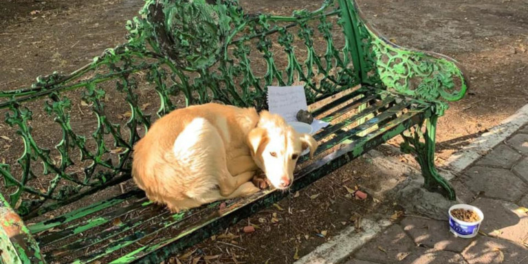 Σκύλος βρέθηκε δεμένος σε παγκάκι με ένα γράμμα δίπλα του -«Τον κακοποιούν στο σπίτι μου, φροντίστε τον»