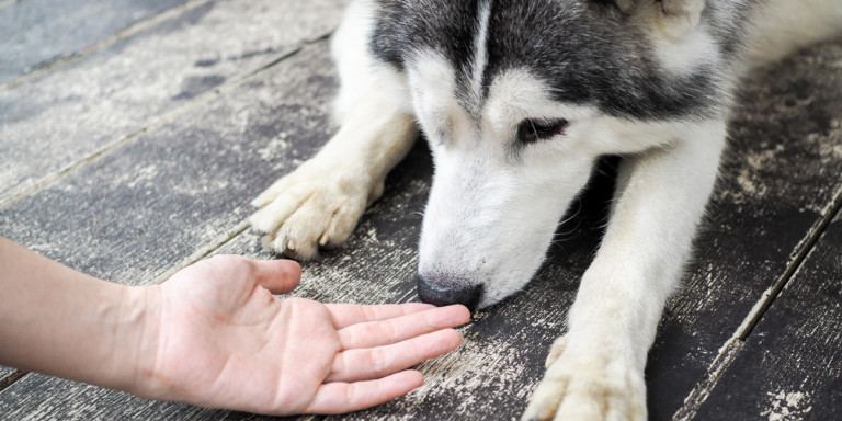 Κορωνοϊός: Εκπαιδεύουν σκύλους να μυρίζουν τον ιό -Πώς αντιδρούν όταν εντοπίζουν κρούσμα