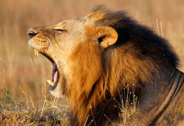 Ινδία: Θετικά στον κορωνοϊό 8 λιοντάρια σε ζωολογικό κήπο -Άγνωστο το πώς κόλλησαν