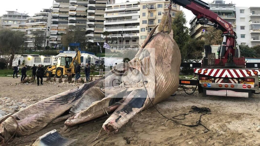 Απίστευτες εικόνες: Ξεβράστηκε φάλαινα περίπου οκτώ μέτρων