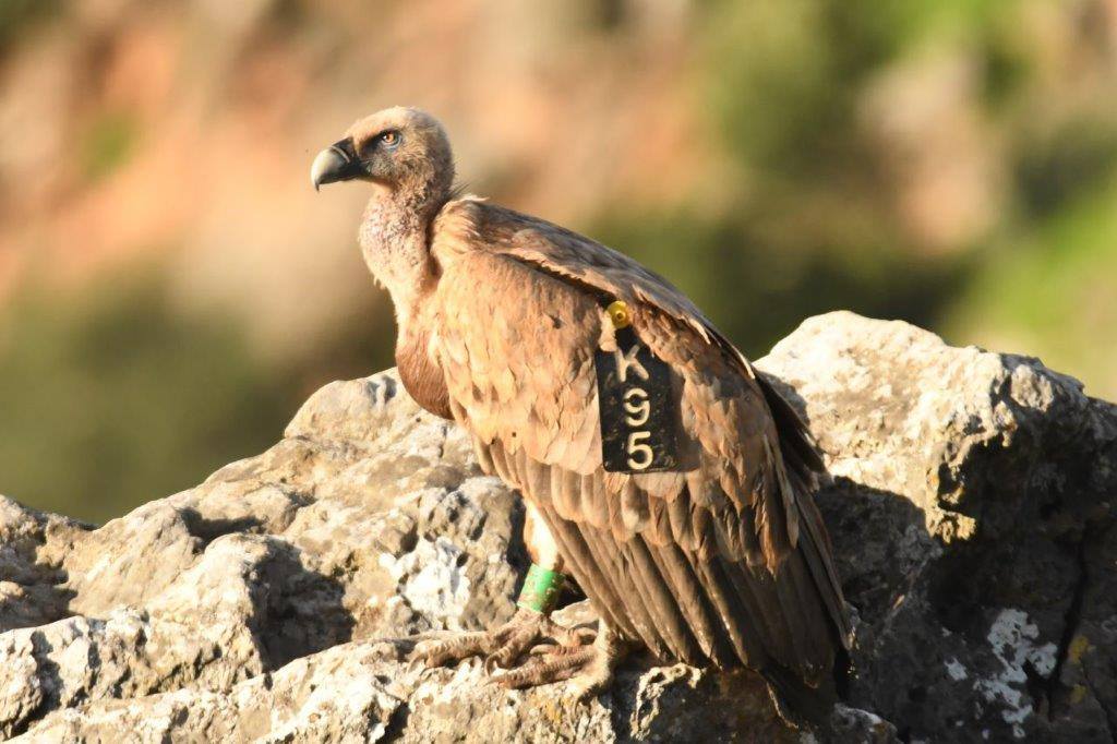 Η περιπέτεια του Κ95 και η επιστροφή στα βουνά της Κρήτης (εικόνες)