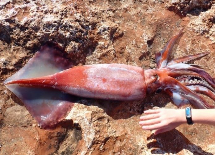 Ηράκλειο: Σπάνιος επισκέπτης στα νερά της Κρήτης