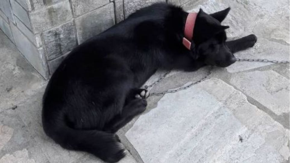 Αποτροπιασμός στην Πιερία: Κακοποίησαν σεξουαλικά σκύλο