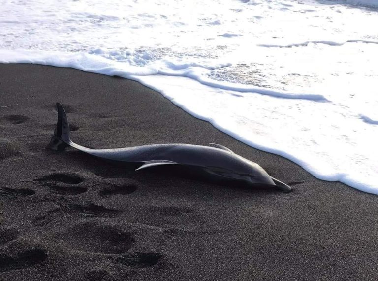 Κρήτη: Νεκρό δελφίνι «ξέβρασε» η θάλασσα (εικόνες)