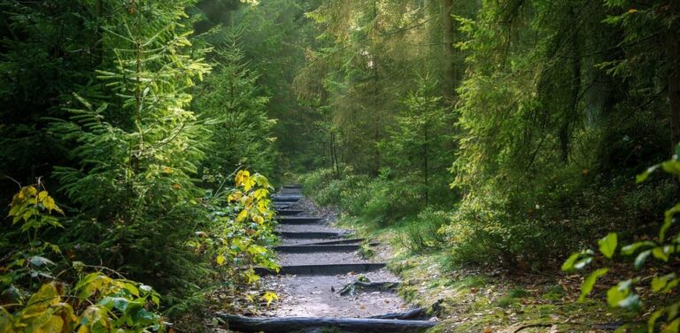 Δασικοί χάρτες: Ξεκινά η ανάρτηση των αναθεωρημένων χαρτών – Ο προγραμματισμός ανά περιοχή