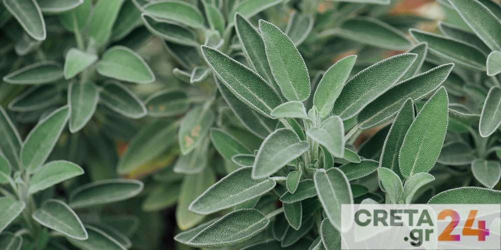 Φυτά της Κρήτης στη «μάχη» κατά του κορωνοϊού – Σπουδαία ερευνητικά συμπεράσματα