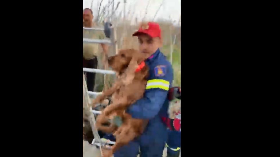 Καρέ – καρέ η επιχείρηση διάσωσης σκύλου που έπεσε σε πηγάδι (βίντεο)