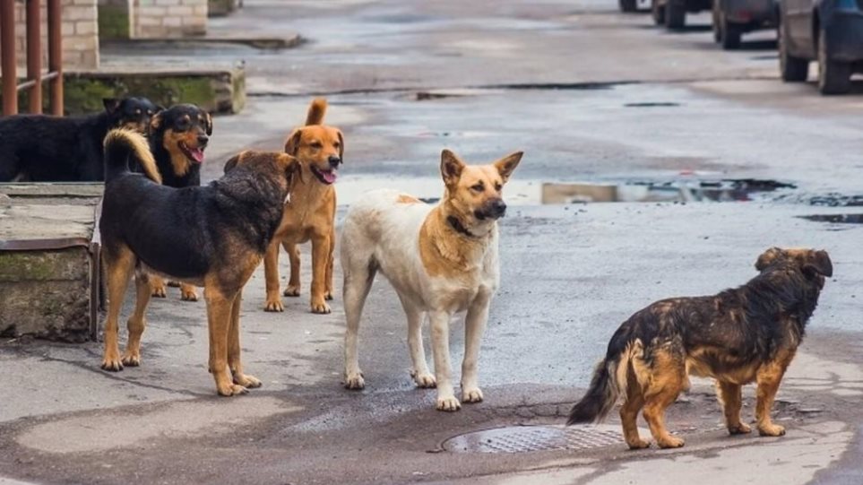 Κτηνωδία: Έριξαν φόλες σε 10 σκυλιά
