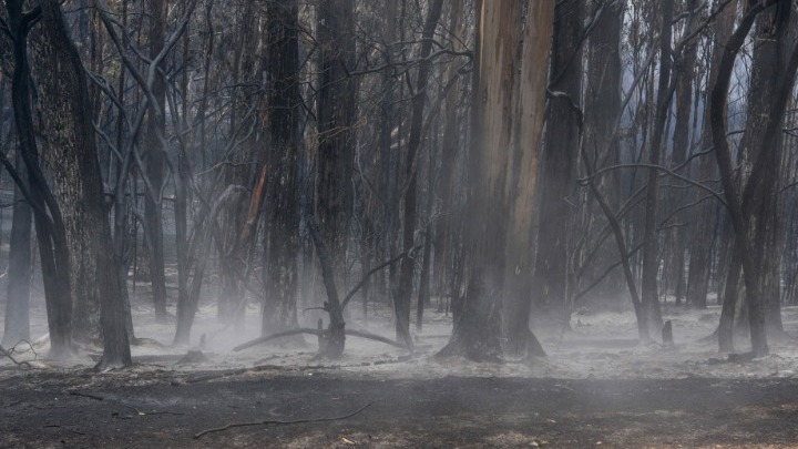 Αργεντινή: Κάηκαν 65.000 στρέμματα δασικών εκτάσεων