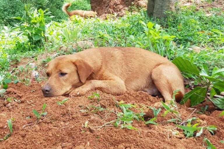 Σκύλος θρηνεί στον τάφο του αδερφού του που χτυπήθηκε από αυτοκίνητο (εικόνες)