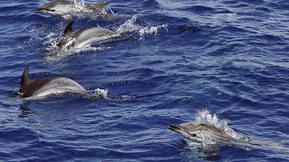 Δελφίνια: Τα τέσσερα είδη που εντοπίζονται στις ελληνικές θάλασσες