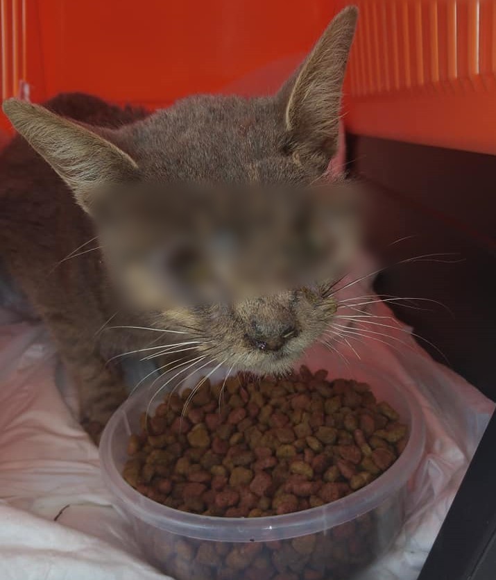 Νέα κτηνωδία στο Ηράκλειο – Έβγαλαν τα μάτια γάτας και τη βασάνισαν (εικόνες)