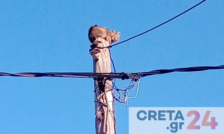Κρήτη: Απίστευτο βίντεο με διάσωση γάτας από … κολώνα της ΔΕΗ!