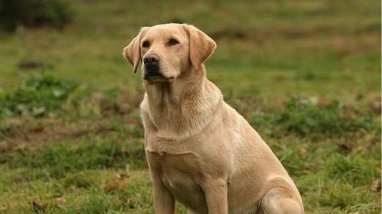 Ινδία: Ο στρατός επιστρατεύει σκύλους για να ανιχνεύουν τον κορωνοϊό