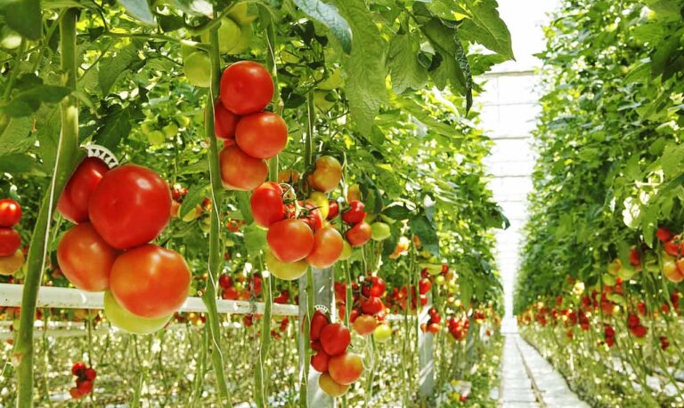 Κρήτη: Ούτε η … «Μήδεια» δεν πτόησε τους διαρρήκτες – Έκλεψαν ντομάτες από θερμοκήπιο