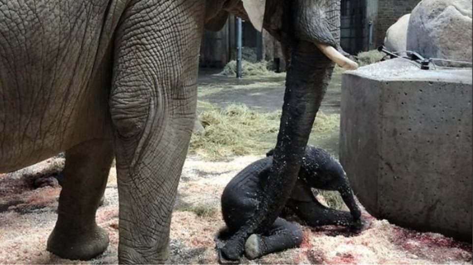 Νεκρός εργαζόμενος ζωολογικού πάρκου από χτύπημα ελέφαντα