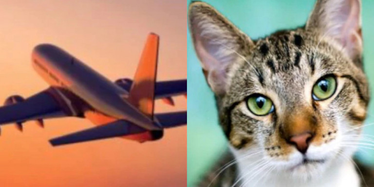 Αναγκαστική προσγείωση αεροπλάνου λόγω επίθεσης γάτας στους πιλότους