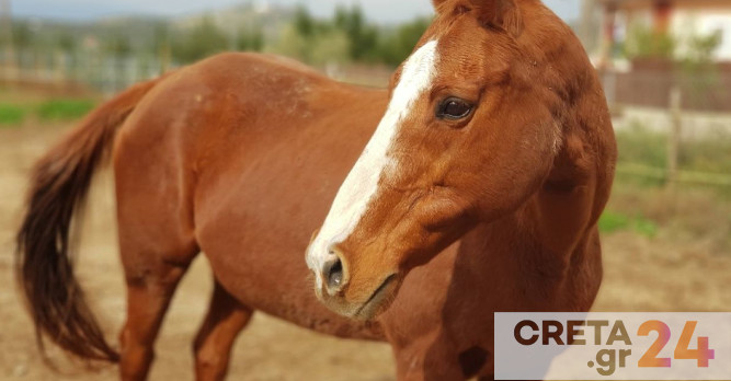 Kρήτη: Χτυπούσε άλογο με λάστιχο ποτίσματος – Τον «έκαψε» το βίντεο