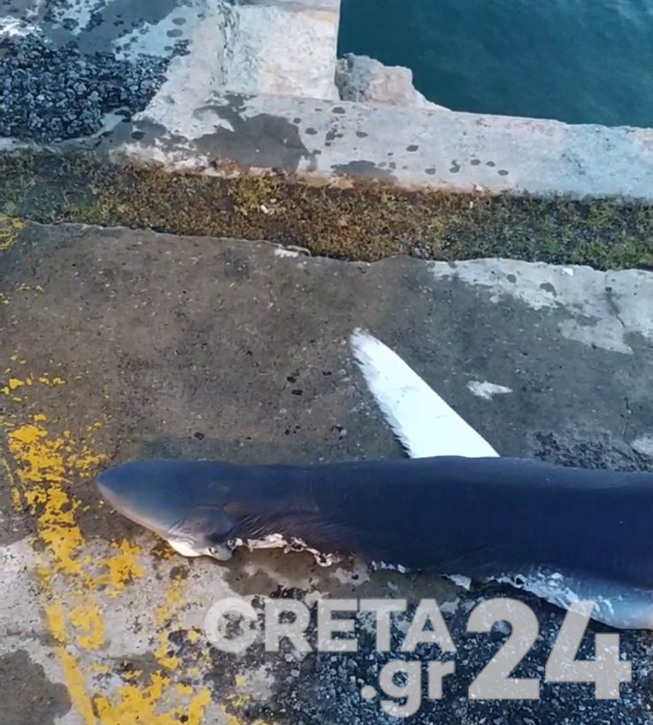 Έβγαλαν καρχαρία από το λιμάνι του Ηρακλείου (εικόνες)
