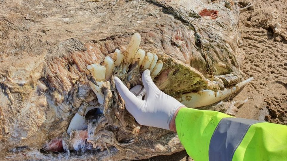 Ουαλία: Εντοπίστηκε μυστηριώδες θαλάσσιο θηρίο τεσσάρων τόνων με 23 πόδια