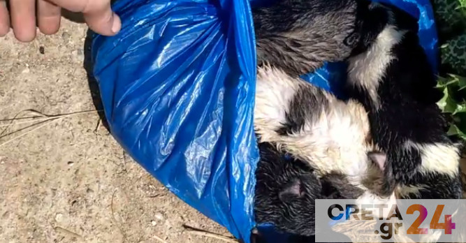 Ηράκλειο: Πέταξαν στα σκουπίδια πέντε κουταβάκια (βίντεο)