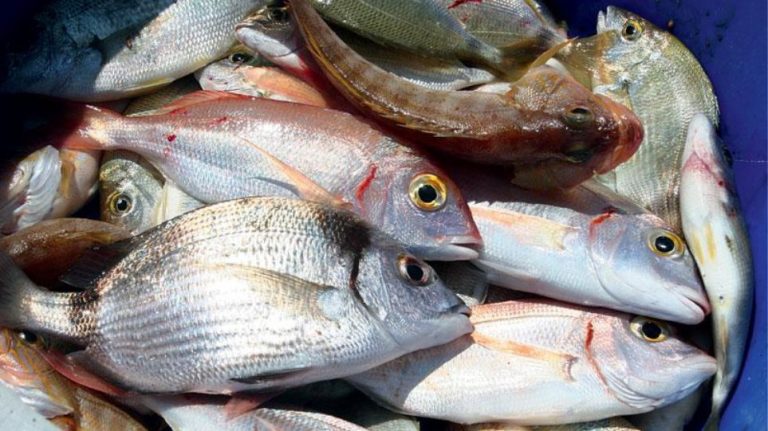 Διέρρηξε δυο φορές το ίδιο μαγαζί και έκλεψε… ψάρια!