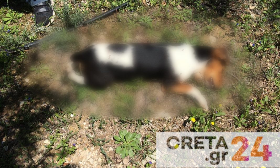Νέα κτηνωδία στο Ηράκλειο – Πυροβόλησαν και σκότωσαν σκύλο (εικόνες)