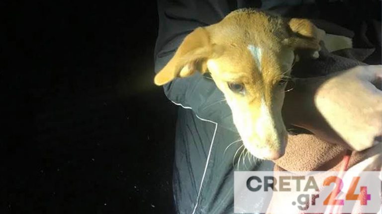Έσωσαν σκυλάκι που έπεσε σε πηγάδι βάθους 13 μέτρων