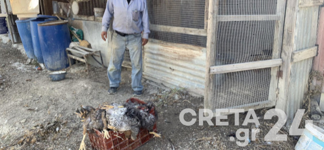 Ηράκλειο: Σκύλος κατασπάραξε 16 κόκορες! (εικόνες)