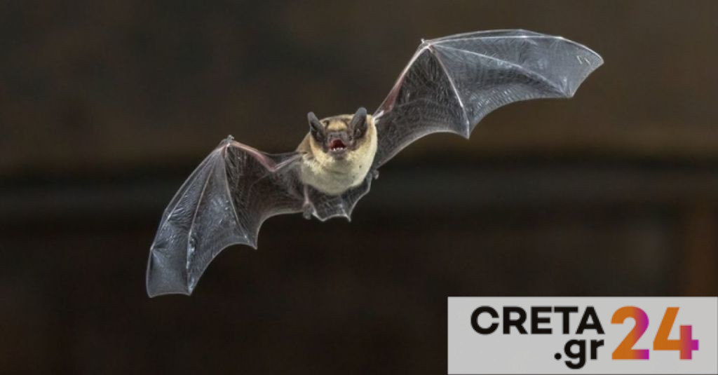 Καμπότζη: Επιστήμονες αναζητούν την προέλευση του νέου κορωνοϊού σε νυχτερίδες