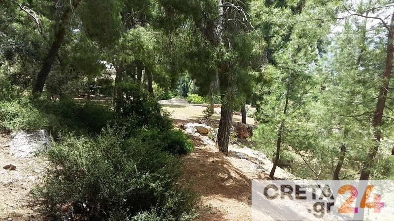 Κρήτη: «Καμπανάκι» για τα σπάνια φυτά του νησιού – «Αναγκαίο το να προστατευθούν»