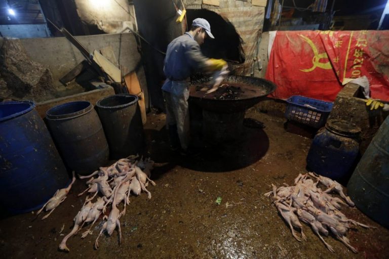 Κορωνοϊός: Χιλιάδες ζωντανά είδη πωλούνταν στην Ουχάν, όχι όμως παγκολίνοι και νυχτερίδες