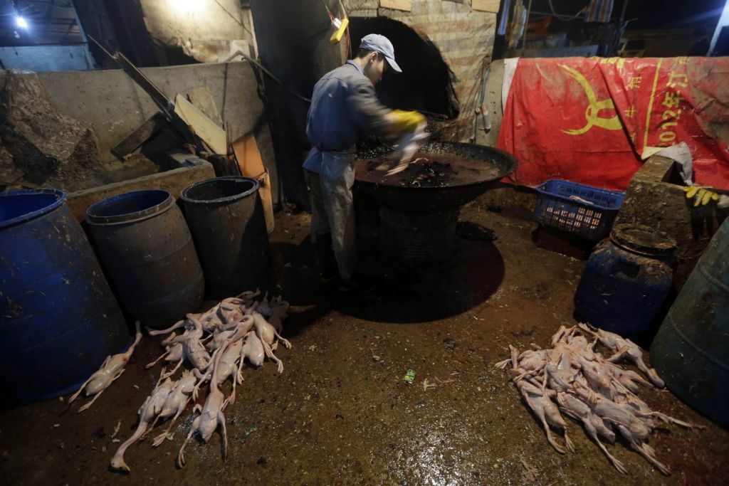 Κορωνοϊός: Χιλιάδες ζωντανά είδη πωλούνταν στην Ουχάν, όχι όμως παγκολίνοι και νυχτερίδες