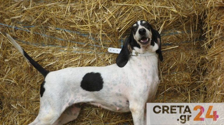 Πυροβόλησε δάσκαλο και τον άφησε ανάπηρο για έναν σκύλο σπάνιας ράτσας