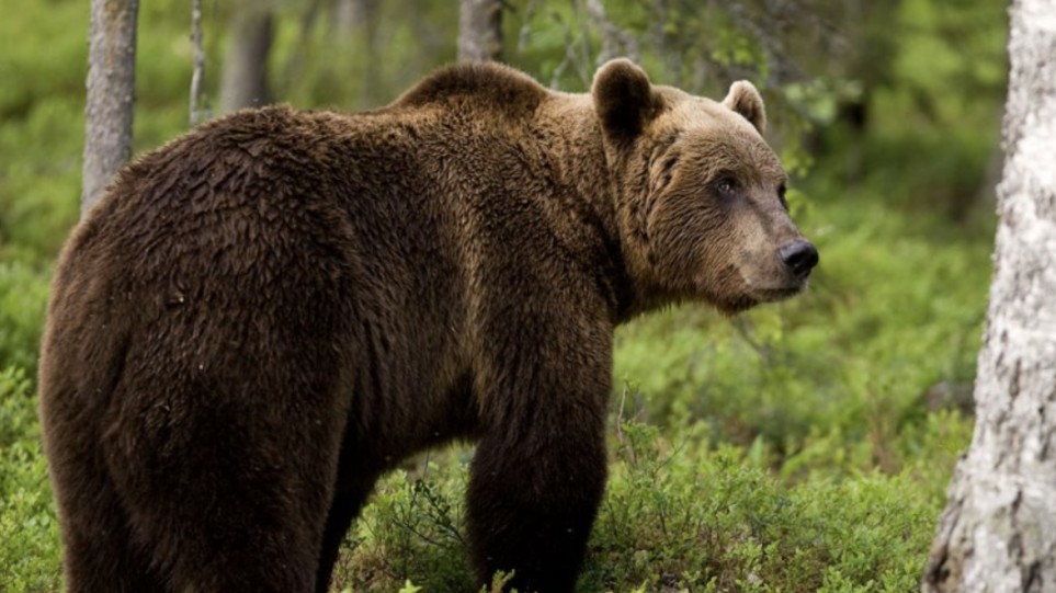 Κλιματική αλλαγή: Άγρυπνες οι αρκούδες λόγω του θερμού χειμώνα