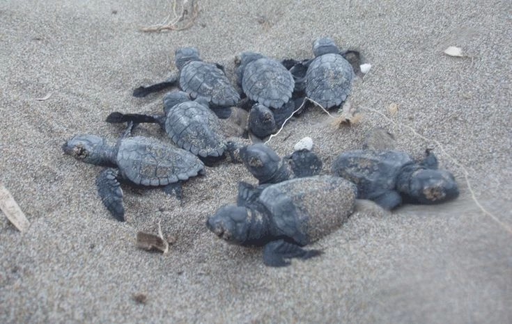 Η χελώνα caretta caretta συνεχίζει να επισκέπτεται τις παραλίες της Κρήτης για να γεννήσει
