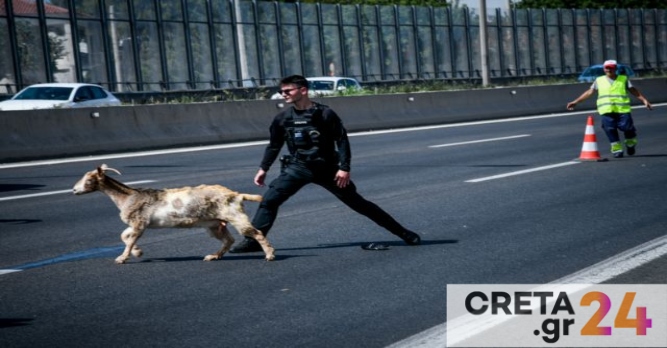 Κατσίκες και κότες «ξεχύθηκαν» στην Εθνική Οδό μετά από φωτιά σε φορτηγό