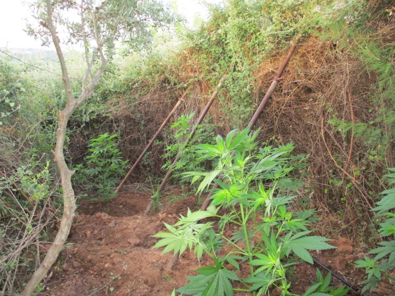 Κρήτη: Βρήκαν τη φυτεία και ψάχνουν τους … καλλιεργητές