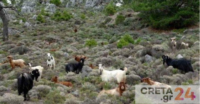 Στελέχη ΟΠΕΚΕΠΕ: Μερίδα κτηνοτρόφων της Κρήτης αντιδρά  στη μεταρρύθμιση των επιδοτήσεων