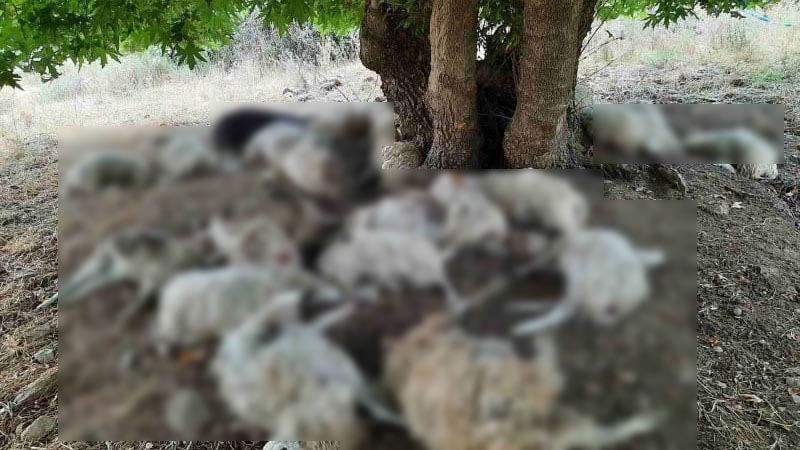 Κεραυνός σκότωσε 30 πρόβατα στην Κρήτη