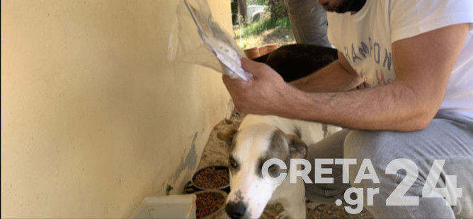 Καναβάκη: Παροτρύνουμε τους πολίτες να υιοθετούν αδέσποτα από το κυνοκομείο