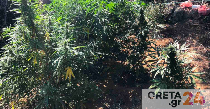 Ηράκλειο: Δύο φυτείες κάνναβης εντόπισαν οι αστυνομικοί – Ψάχνουν τους καλλιεργητές