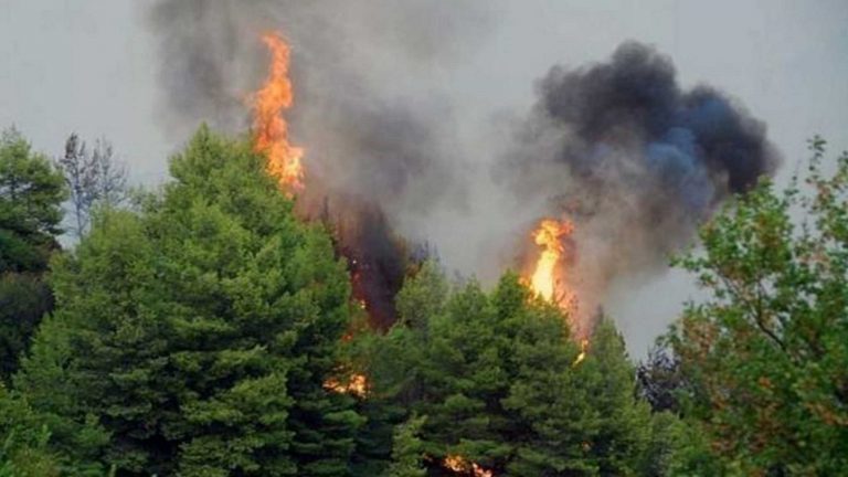 Φωτιά σε δασική έκταση στον Αλμυρό Μαγνησίας – Ενισχύθηκαν οι δυνάμεις