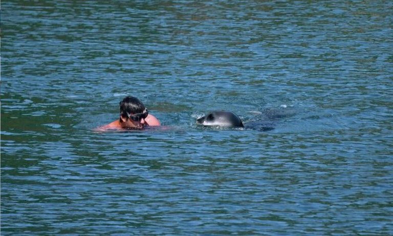 Φώκια επιτέθηκε σε λουόμενο που… σώθηκε από φουσκωτό