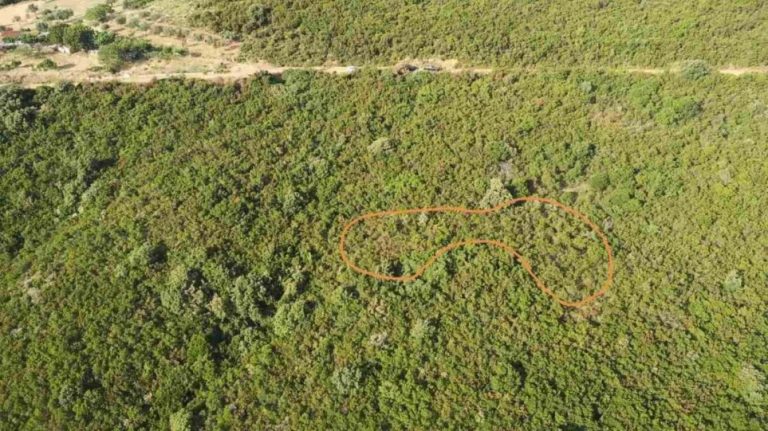 Eπιχείρηση της Δίωξης με ΕΚΑΜ και drones: Εντοπίστηκε μεγάλη χασισοφυτεία