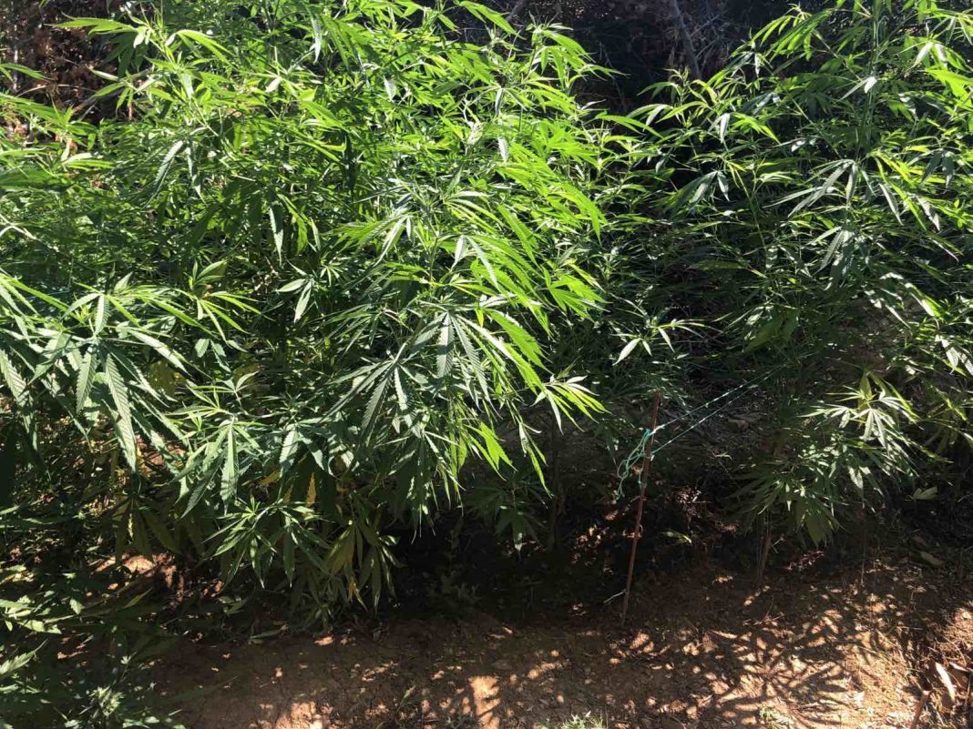 Ηράκλειο: Χειροπέδες σε ανήλικο καλλιεργητή κάνναβης – Πήγαινε με κλεμμένη μηχανή στη φυτεία