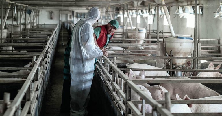 Αφρικανική Πανώλη των Χοίρων: συνεχίζεται η εκστρατεία στην  Ελλάδα και επεκτείνεται και σε νέες χώρες