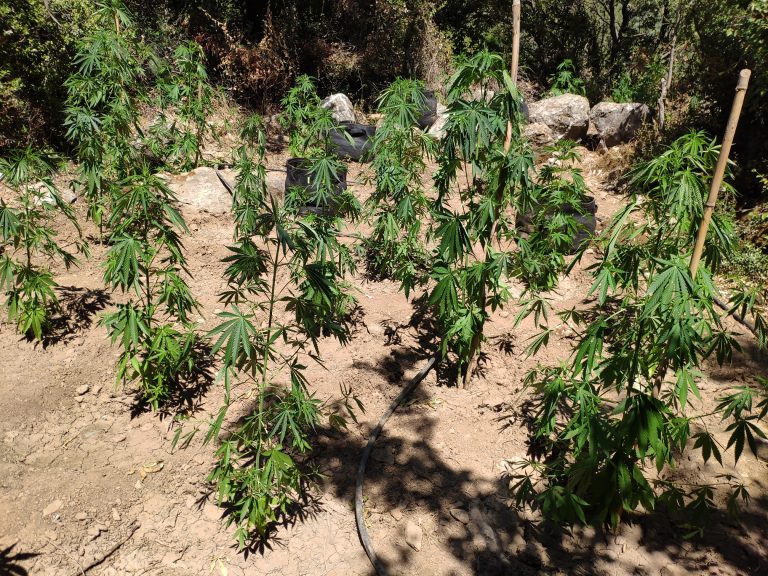 Κρήτη: Εντοπίστηκαν 76 δενδρύλλια κάνναβης – Αναζητείται ο κάτοχος