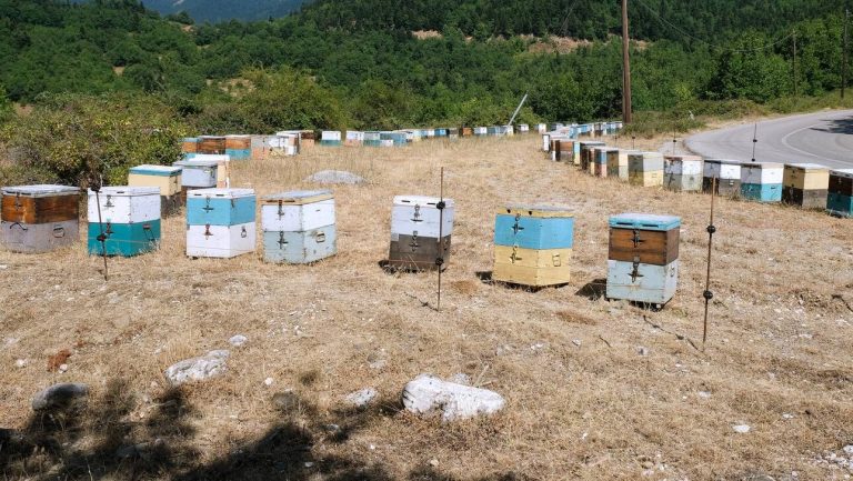 Φωτιές: Χάθηκαν 9.000 μελισσοσμήνη και το 65% του πευκόμελου στην Εύβοια